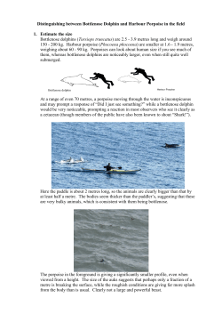 Distinguishing between Bottlenose Dolphin and Harbour Porpoise