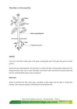 Plant Body of a Flowering Plant
