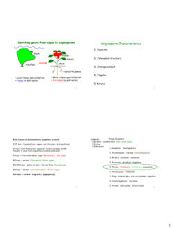 Dune and Salt marsh Vegetation