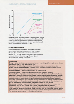 Q) B. Mycorrhizal roots
