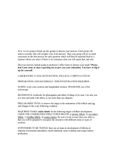 egg maturation, ovulation, ovary