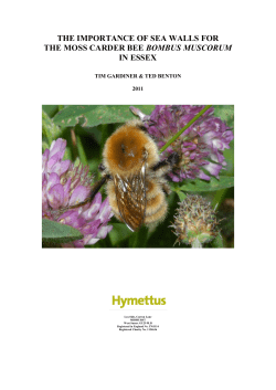 The importance of sea walls for Bombus muscorum