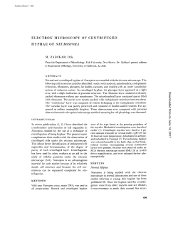 ELECTRON MICROSCOPY OF CENTRIFUGED HYPHAE OF