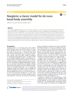 Naegleria: a classic model for de novo basal body