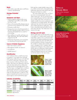 Spruce Spider Mite - Penn State Extension