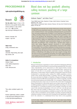allowing culling increases poaching of a large carnivore