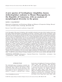 A new species of Cardioglossa