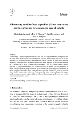 Allonursing in white-faced capuchins