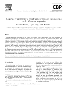 Respiratory responses to short term hypoxia in the snapping