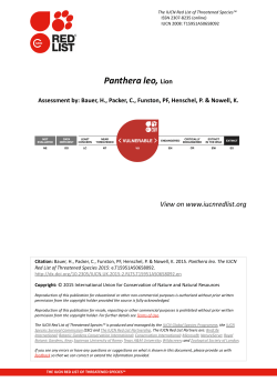 Panthera leo, Lion