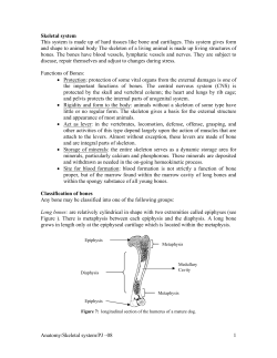 Skeletal system