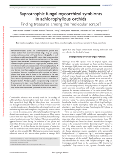 Saprotrophic fungal mycorrhizal symbionts in achlorophyllous orchids