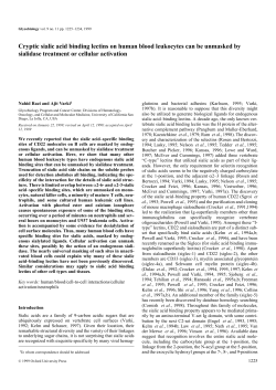 Cryptic sialic acid binding lectins on human blood leukocytes can be