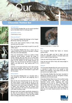 Chocolate wattled bat