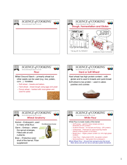 BCBT100 lect 13 Doughs, Fermentation and Gluten