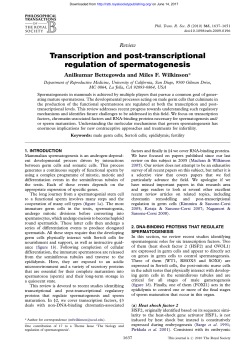 Transcription and post-transcriptional regulation of spermatogenesis
