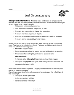 Leaf Chromatography - Science
