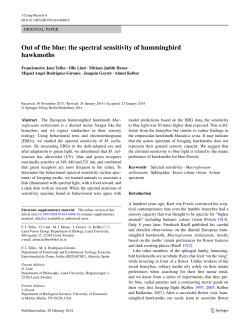 Out of the blue: the spectral sensitivity of hummingbird hawkmoths