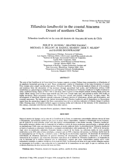 Tillandsia landbeckii in the coastal Atacama Desert of northern Chile