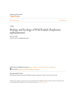 Biology and Ecology of Wild Radish (Raphanus