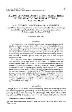 scaling of power output in fast muscle fibres of the atlantic cod