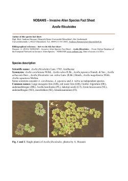 Azolla filiculoides