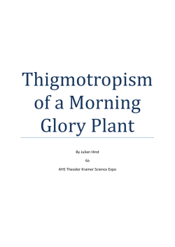 Thigmotropism of a Morning Glory Plant