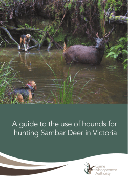 A guide to the use of hounds for hunting Sambar Deer in Victoria