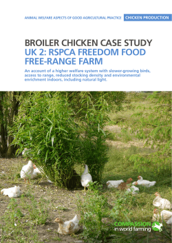 broiler chicken case study uk 2