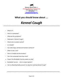 Kennel Cough - Always About Pets