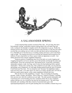 A SALAMANDER SPRING