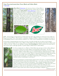 Tasty Teas (and more) from Trees: Black and Yellow Birch