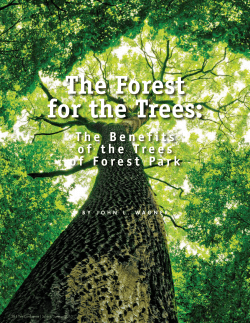The Forest for the Trees