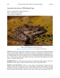 Leptodactylus fuscus (Whistling Frog)