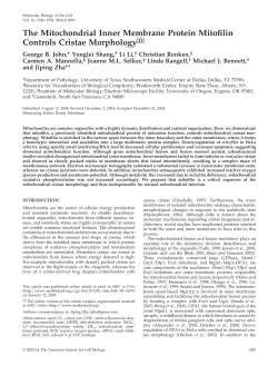 The Mitochondrial Inner Membrane Protein Mitofilin Controls Cristae