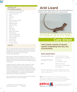 Arid Lizard Care Sheet