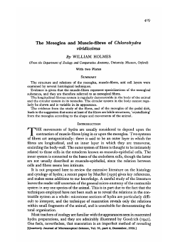 The Mesoglea and Muscle-fibres of Chlorohydra viridissima