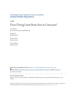 Does Diving Limit Brain Size in Cetaceans?