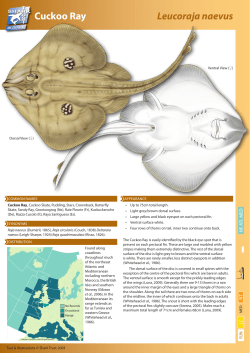 Cuckoo Ray - The Shark Trust