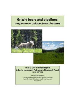 Grizzly bears and pipelines: response to unique linear features
