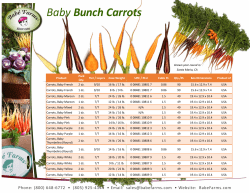Baby Bunch Carrots