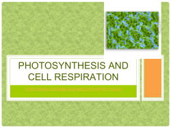 PHOTOSYNTHESIS AND CELL RESPIRATION