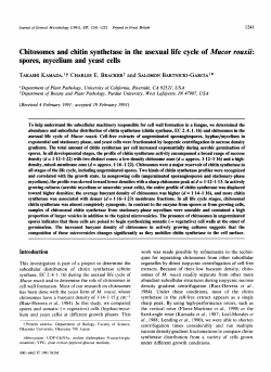 spores, mycelium and yeast cells