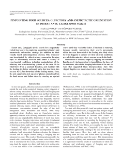 Olfactory and anemotactic orientation in desert ants