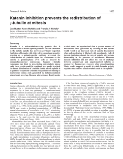 Function of katanin in the mitotic spindle