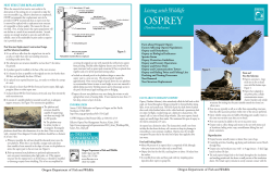 Osprey