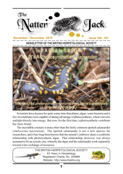 Is It A Bird, Is It A Plane? No, It`s A Photosynthetic Salamander