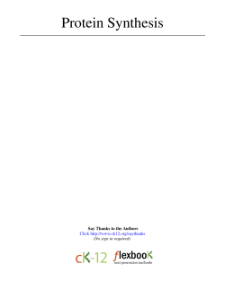 Protein Synthesis - CK