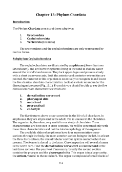 Chapter 13: Phylum Chordata