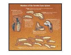 Members of the Termite Caste System